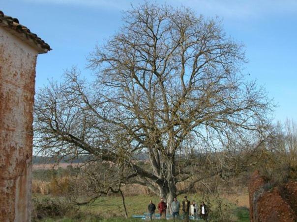 Casa Rural Parajes Del Jucar Casas de Benítez Eksteriør billede